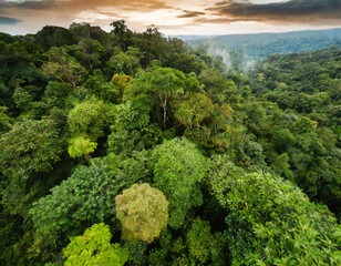 tropical rain forest from above