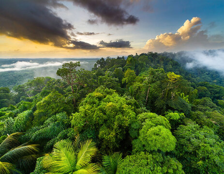 tropical rain forest from above