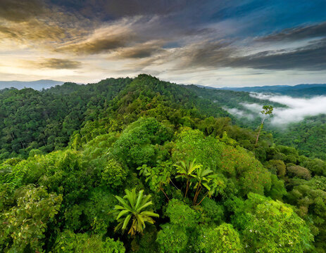tropical rain forest from above