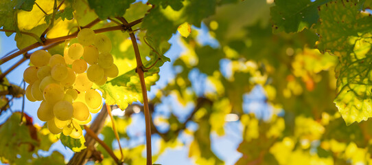 Close-up of ripe green grapes in a vineyard on a sunny day. Green grapes on a vine in the garden. Beautiful, bright background of a bunch of grapes on a vine. Banner