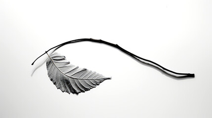 Serene Leaf: White Background with Graceful Shadow