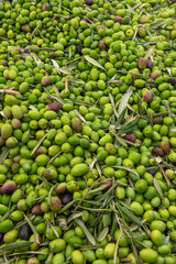 Fresh olive harvest in Costa Blanca region, Alicante, Spain - stock photo