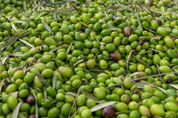 Fresh olive harvest in Costa Blanca region, Alicante, Spain - stock photo