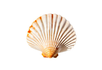 shell isolated on white background