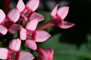 Close up of Bouvardia pink flowers
