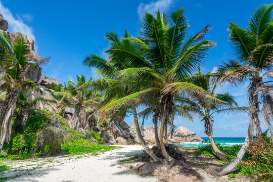 Granite rocks and palm trees on the scenic tropical beach of Grand Anse, La Digue island, Seychelles
