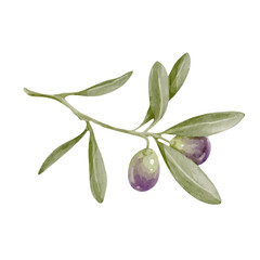 Olive branches with ripe berries. Vector graphics.