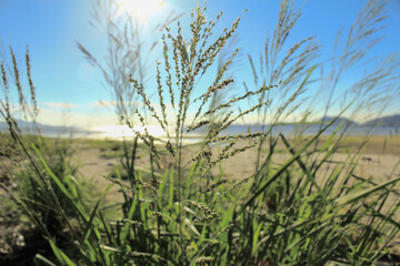 Close-up of Panicum virgatum with the sunlight in the countryside. Wild plant and wild grasses. Nature scene.