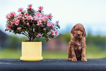 Irish setter puppy and a flower