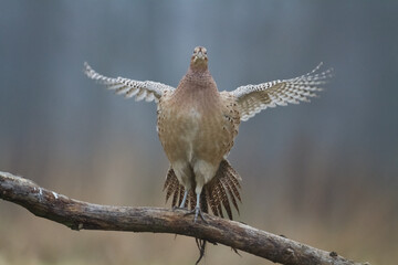 Bird - Common pheasant Phasianus colchius Ring-necked pheasant in natural habitat wildlife Poland...