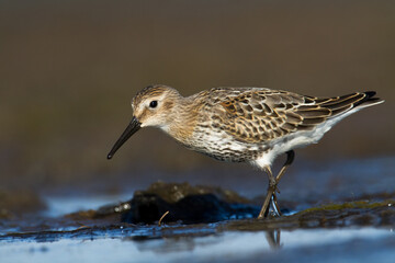 Shore bird - Dunlin Calidris alpina, migratory bird, Baltic Sea, wildlife Poland Europe	