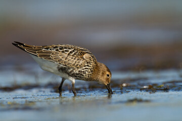 Shore bird - Dunlin Calidris alpina, migratory bird, Baltic Sea, wildlife Poland Europe	