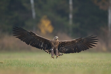 Birds of prey - Majestic predator White-tailed eagle, Haliaeetus albicilla in Poland wild nature