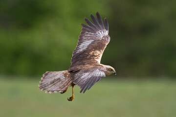 Flying Birds of prey Marsh harrier Circus aeruginosus, hunting time Poland Europe