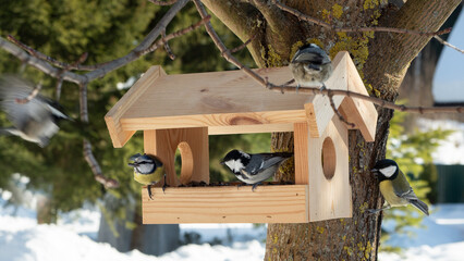 Forest birds at wooden feeder in winter. Different types of tit birds near feeder. Human care for...