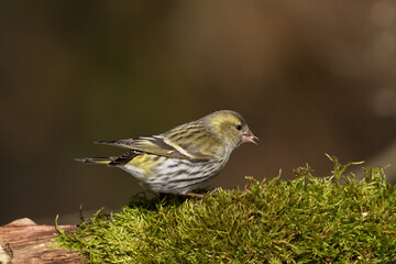 Bird Siskin Carduelis spinus male, small yellow bird, winter time in Poland Europe