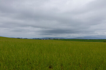 Fototapeta premium Serenity in Green: Vast Field Under a Cloudy Sky with Mountain Backdrop
