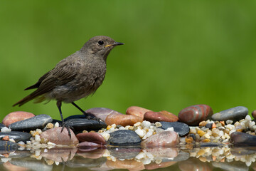 Bird female or young Black Redstart Phoenicurus ochruros small bird on green background