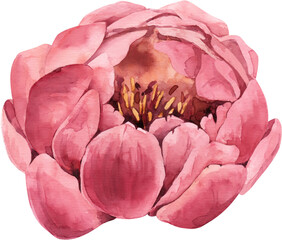 Watercolor Illustration Floral Element Red Peony © Юлия Павлова
