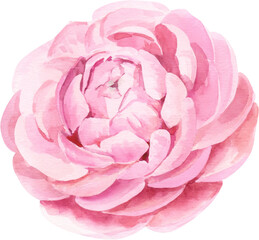 Watercolor Illustration Floral Element Pink Ranunculus