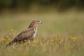 landing Common buzzard Buteo buteo in the fields in winter snow, buzzards in natural habitat, hawk...