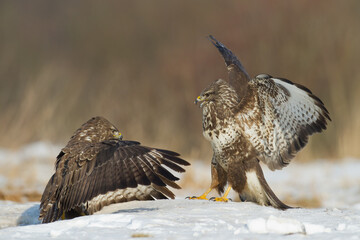landing Common buzzard Buteo buteo in the fields in winter snow, buzzards in natural habitat, hawk bird on the ground, predatory bird close up winter bird
