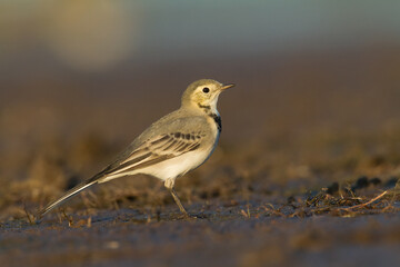 Small bird Yellow Wagtail sitting on ground  Motacilla flava
