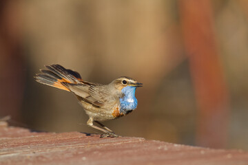Bird Bluethroat Luscinia svecica migratory small bird singing and perching spring time amazing morning Poland Europe a bird that lives in reeds in river valleys
