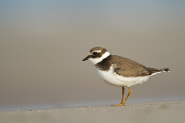 Bird Charadrius dubius, Little Ringed Plover on blurred background	