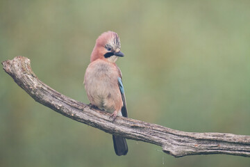 Bird Eurasian Jay Garrulus glandarius sitting on the branch Poland, Europe
