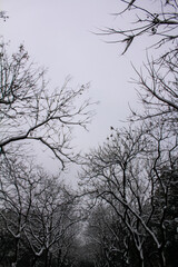 Low angle view of the bare trees in the winter. Tree trunk and nature scene.