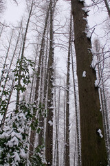 Obraz premium Low angle view of the bare trees in the winter. Tree trunk and nature scene.
