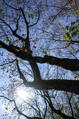 Low angle view of trees with the sunlight and sky. Nature scene.