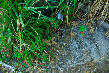 Close-up of the green grasses in the countryside. Rural and nature scene.