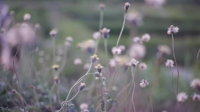 Close up flower with blurred background