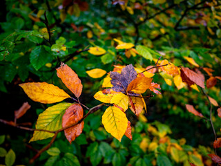 Herbstliche Blätter am Baum