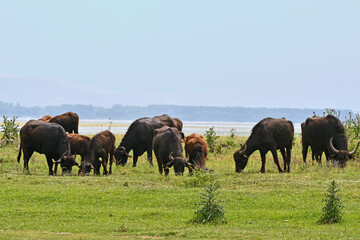 Greece, Lake Kerkini