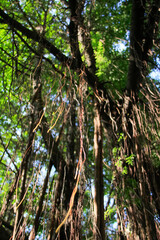 The scenery of countryside with trees. Nature and non-urban scene.