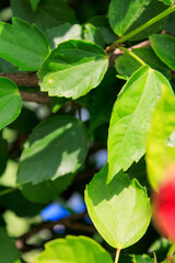 Close-up of the green leaves. Plant concept. Plant and nature.