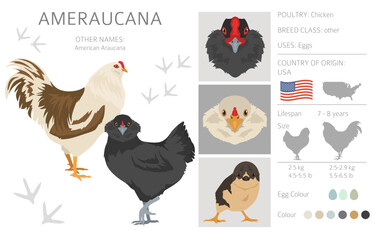 Fototapeta na wymiar Ameraucana Chicken breeds clipart. Poultry and farm animals. Different colors set