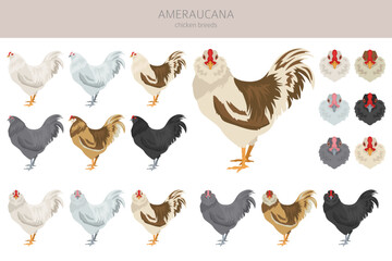 Ameraucana Chicken breeds clipart. Poultry and farm animals. Different colors set