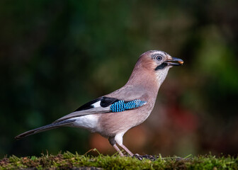 Portrait of a European Jay