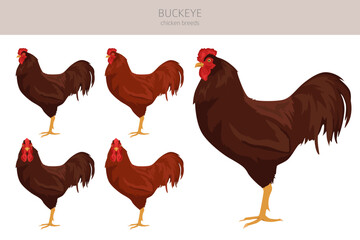 Buckeye Chicken breeds clipart. Poultry and farm animals. Different colors set