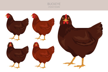 Buckeye Chicken breeds clipart. Poultry and farm animals. Different colors set