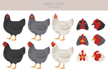 Jersey Giant Chicken breeds clipart. Poultry and farm animals. Different colors set