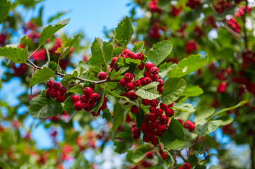 Red hawthorn (Crataegus) berries and green leaves in a garden