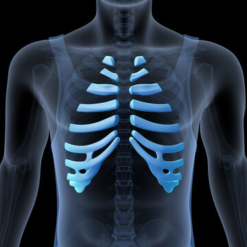 3d illustration of human body skeleton ribs cage anatomy