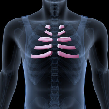 3d illustration of human body skeleton ribs cage anatomy