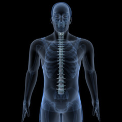 male skeleton ribs,sacrum,lumbar vertebrae,scapula and sternum anatomy. 3d illustration
