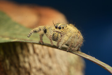 spider on the ground